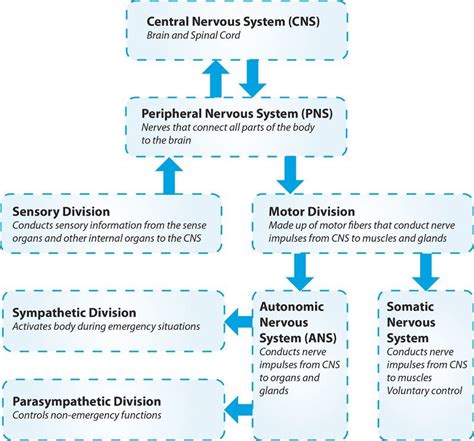 biological basis of behavior quizlet